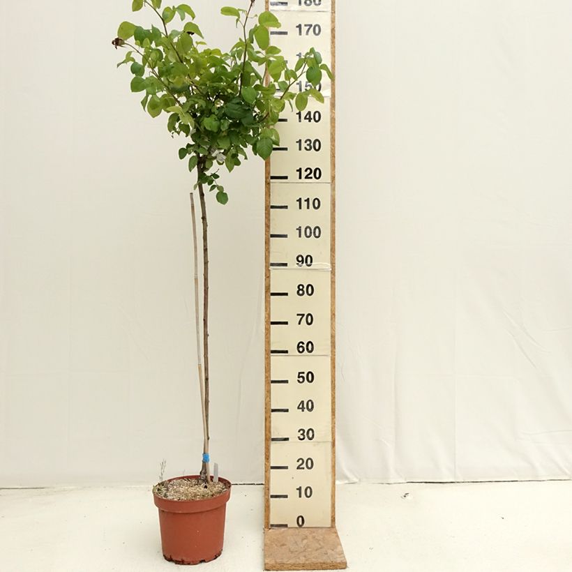 Exemplar von Stammrose Landora Topf mit 7,5L/10L, Stamm wie im Sommer geliefert