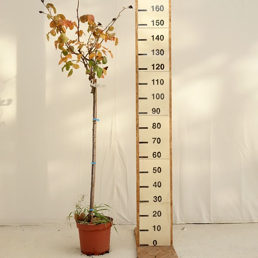 Exemplar von Stammrose Landora Topf mit 7,5L/10L, Stamm wie im Herbst geliefert