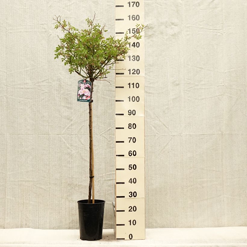 Exemplar von Stammrose Lavender Dream Topf mit 7,5L/10L, Stamm wie im Frühjahr geliefert