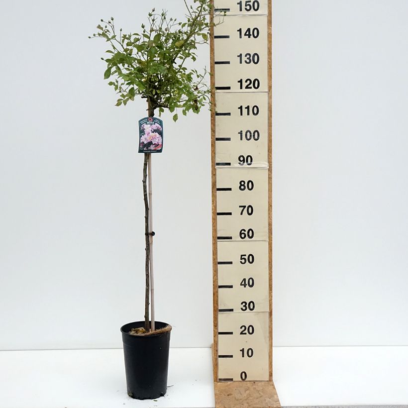 Exemplar von Stammrose Lavender Dream Topf mit 7,5L/10L, Stamm wie im Sommer geliefert