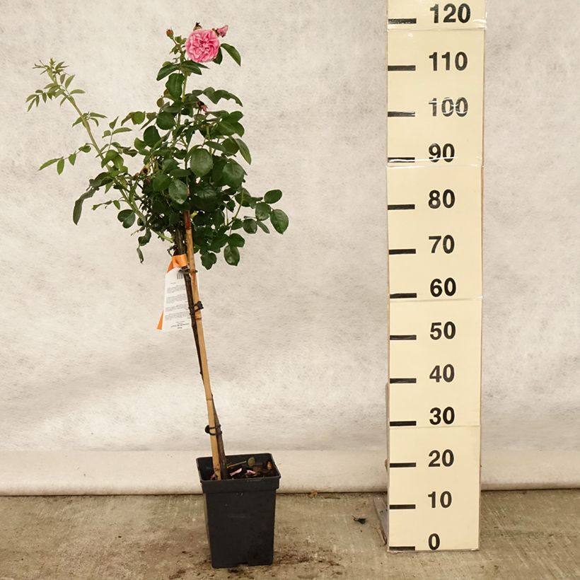 Exemplar von Stammrose Leonardo da Vinci 'Meideauri' Topf mit 4L/5L, Stamm wie im Sommer geliefert