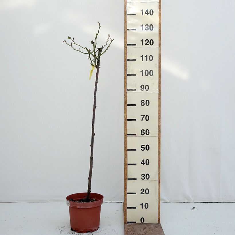 Exemplar von Stammrose Mythique Topf mit 7,5L/10L, Stamm wie im Winter geliefert