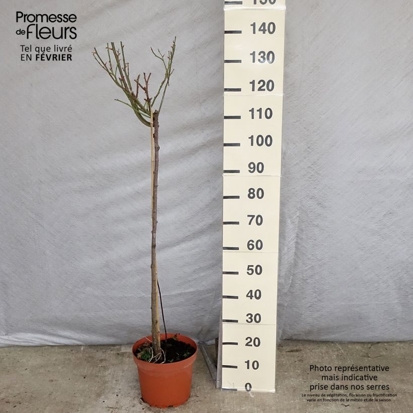 Exemplar von Stammrose Nostalgie Topf mit 6L/7L, Stamm wie im Winter geliefert