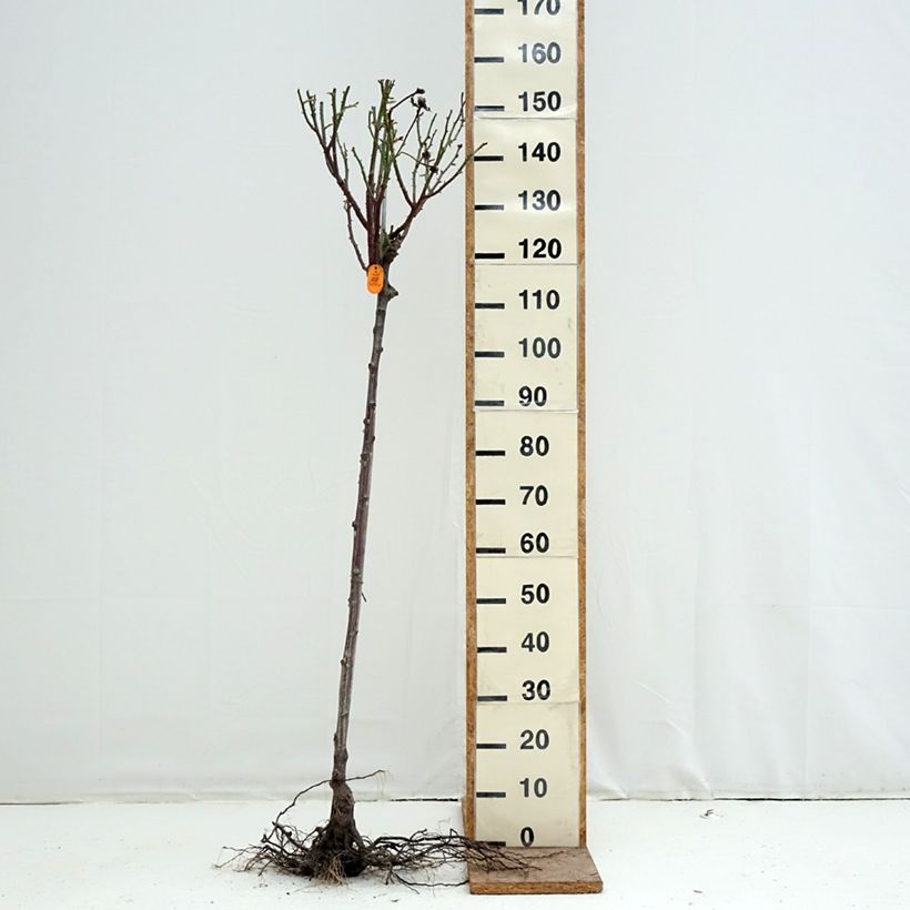 Exemplar von Stammrose Oriental Peace Wurzelnackt, Stamm wie im Winter geliefert