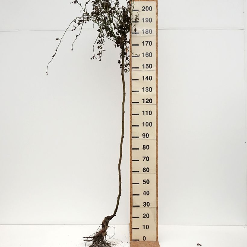 Exemplar von Stammrose Magic Meidiland (Magic Meillandecor) Wurzelnackt wie im Winter geliefert