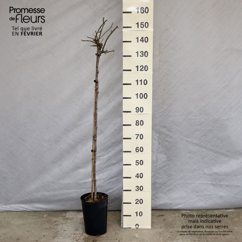 Exemplar von Stammrose New Dawn Topf mit 7,5L/10L wie im Winter geliefert