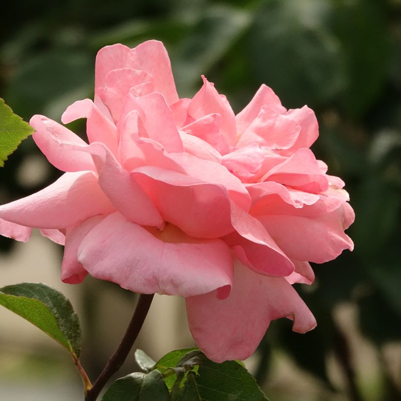 Stammrose Queen Elisabeth (Blüte)