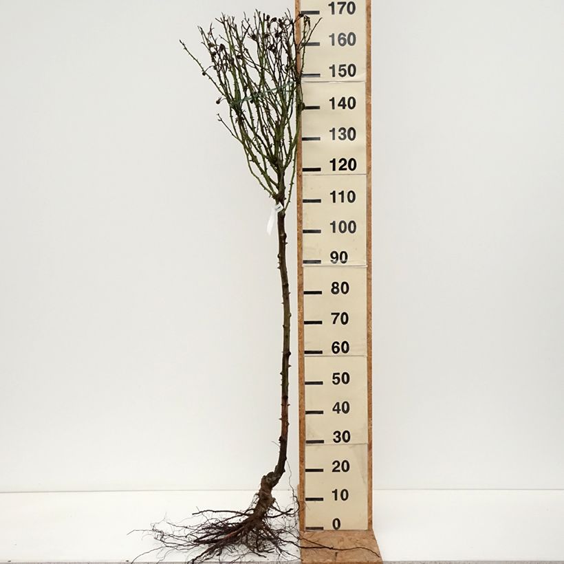 Exemplar von Stammrose Rochemenier Village Wurzelnackt wie im Winter geliefert