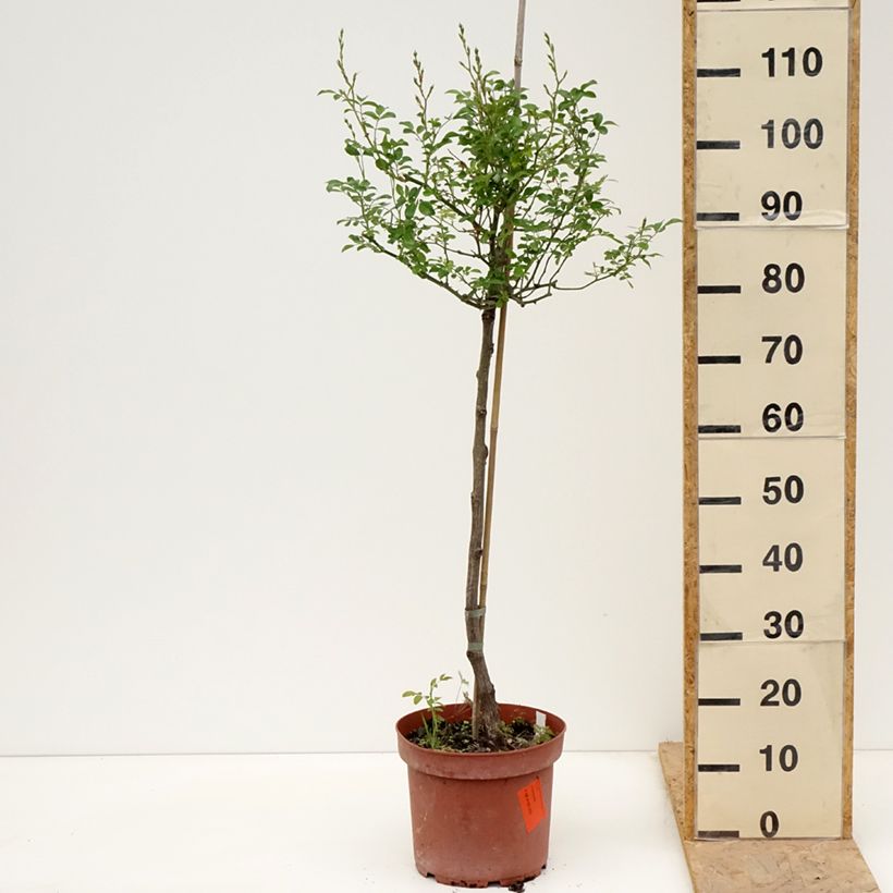 Exemplar von Stammrose The Fairy Topf mit 4L/5L, Stamm wie im Frühjahr geliefert