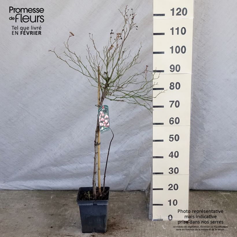 Exemplar von Stammrose The Fairy Topf mit 4L/5L wie im Winter geliefert