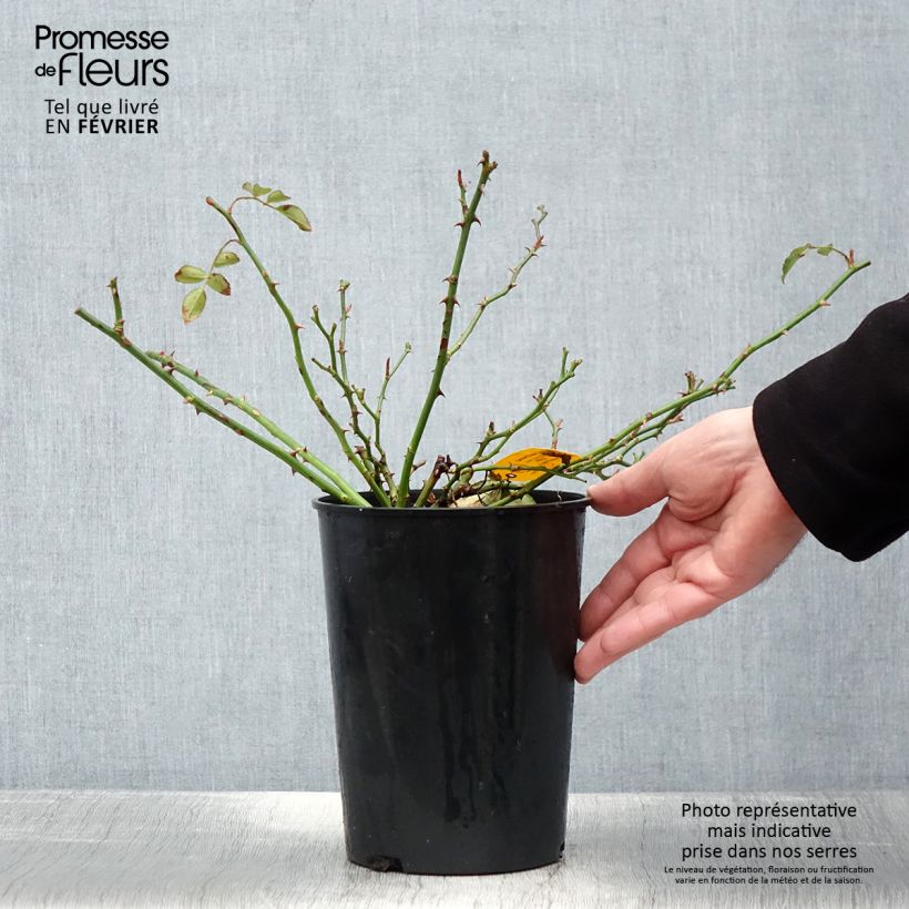 Exemplar von Rosa polyantha Gärtnerfreude (Toscana) - Polyantha-Rose Topf mit 3L/4L wie im Winter geliefert