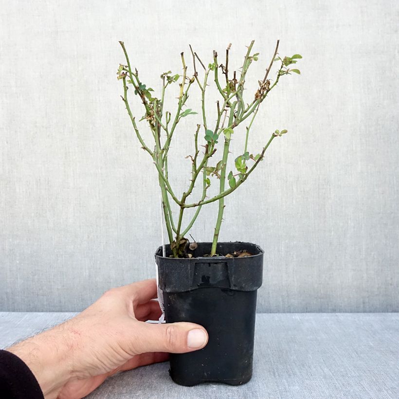 Exemplar von Rosa Urban Streetlight Rekord Cubana - Beetrose Topf 10 cm/11cm wie im Herbst geliefert