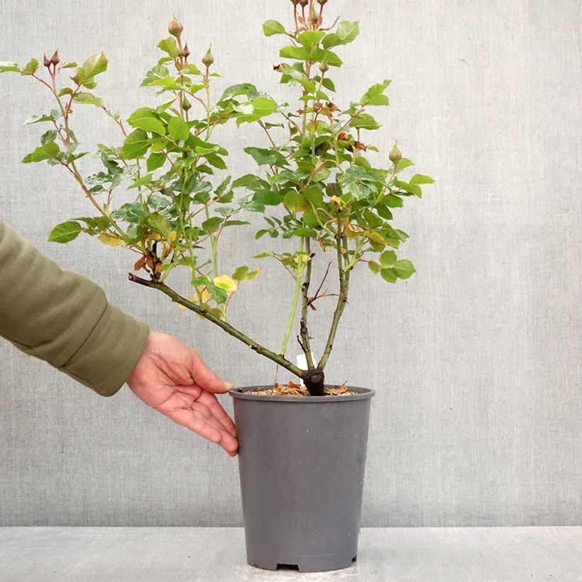 Exemplar von Rosa Urban Streetlight Sunmaid - Polyantha-Rose Topf mit 3L/4L wie im Frühjahr geliefert