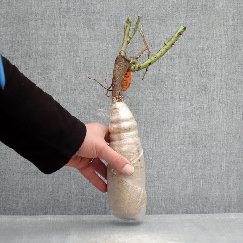 Exemplar von Rosa Urban Streetlight Sunmaid - Polyantha-Rose Wurzelnackt in Beutel wie im Winter geliefert