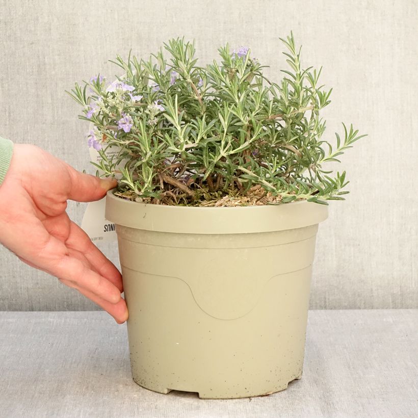 Exemplar von Rosmarin Blue Cascade - Rosmarinus officinalis Topf mit 3L/4L wie im Winter geliefert