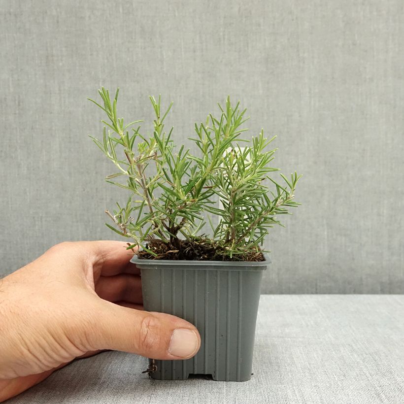 Exemplar von Rosmarin Corsican Blue - Rosmarinus officinalis Kleine Töpfe von 8/9 cm wie im Sommer geliefert