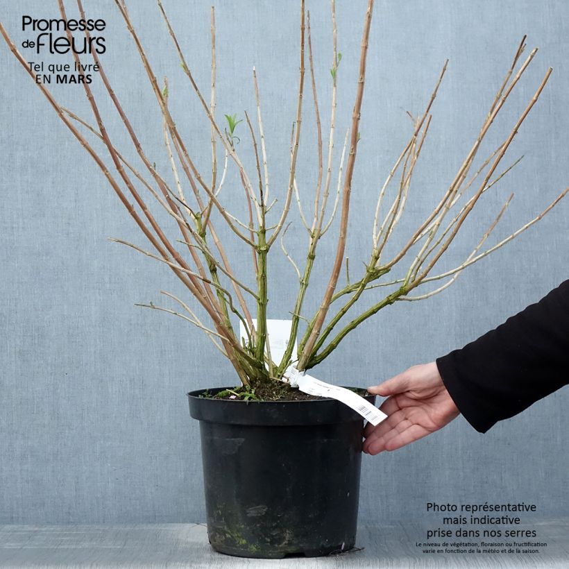 Exemplar von Rostrinucula dependens Happy Cascade - Tränender Schmetterlingsstrauch Topf mit 7,5L/10L wie im Frühjahr geliefert