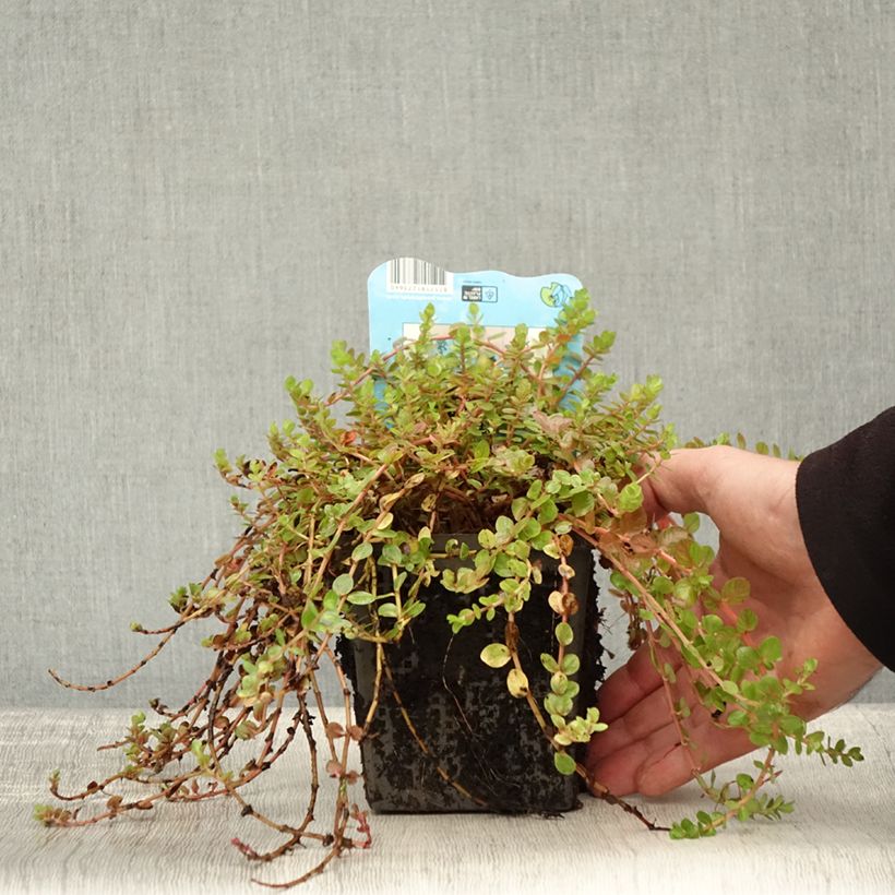 Exemplar von Rotala indica - Indisches Rotala Topf mit 1L/1,5L wie im Herbst geliefert