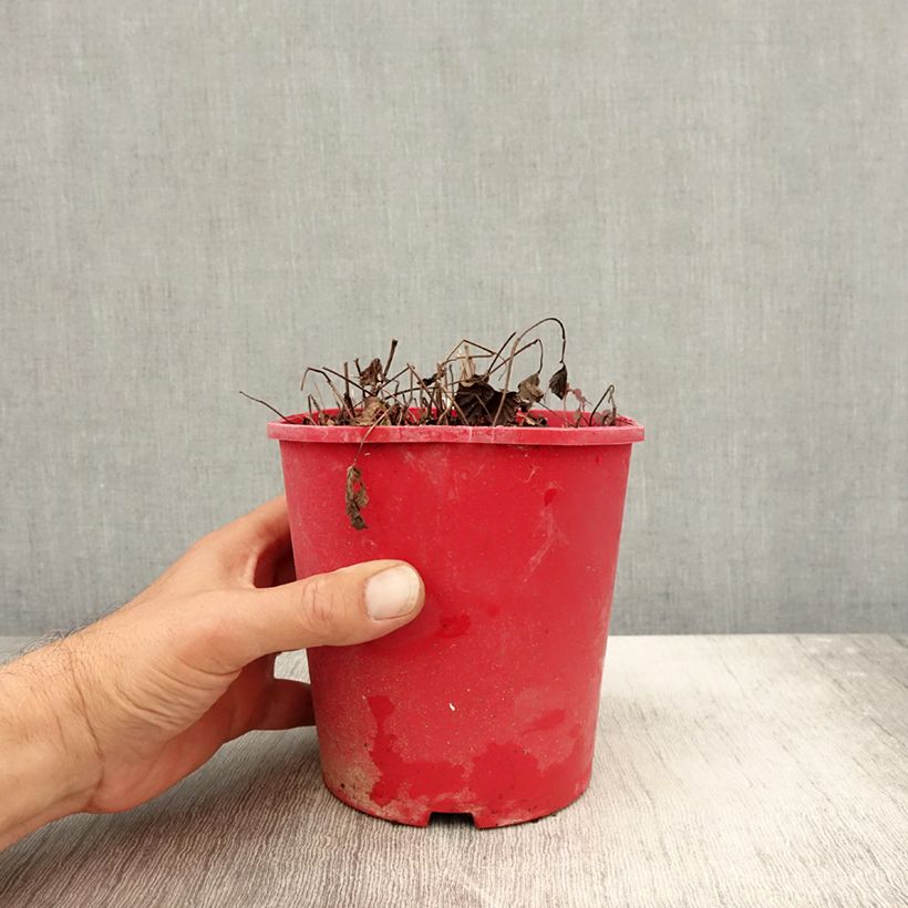 Exemplar von Allackerbeere Beata - Rubus arcticus Topf mit 2L/3L wie im Herbst geliefert