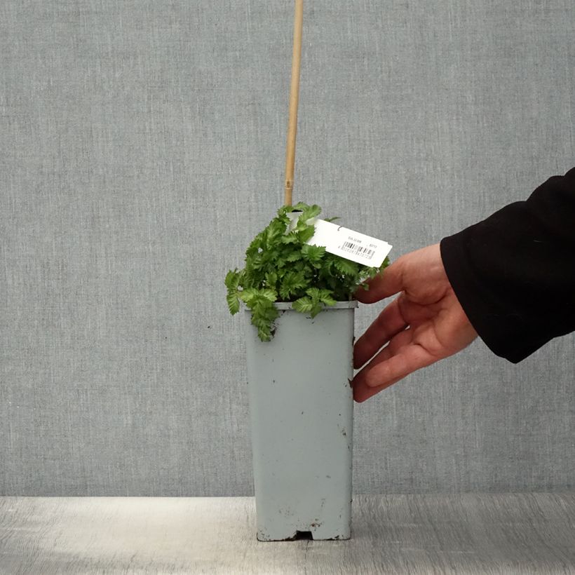 Exemplar von Erdbeer-Himbeere - Rubus illecebrosus Topf mit 2L/3L wie im Frühjahr geliefert