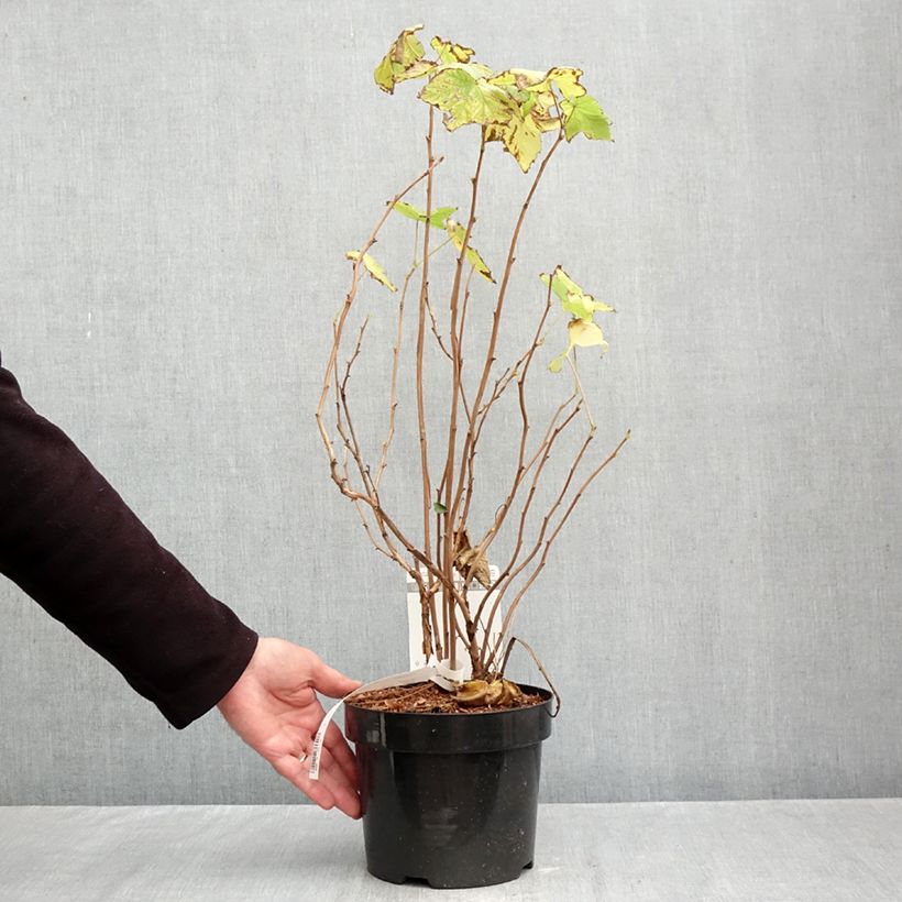 Exemplar von Rubus odoratus - Zimt-Brombeere Topf mit 3L/4L wie im Herbst geliefert