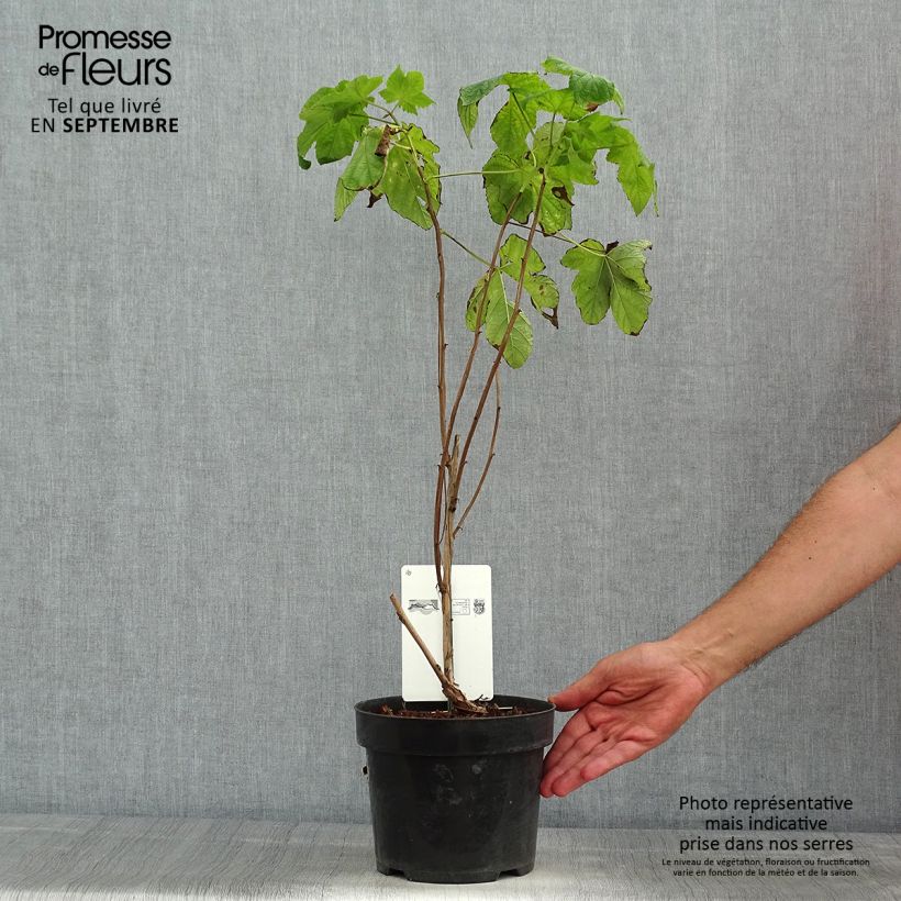 Exemplar von Rubus odoratus - Zimt-Brombeere Topf mit 3L/4L wie im Sommer geliefert