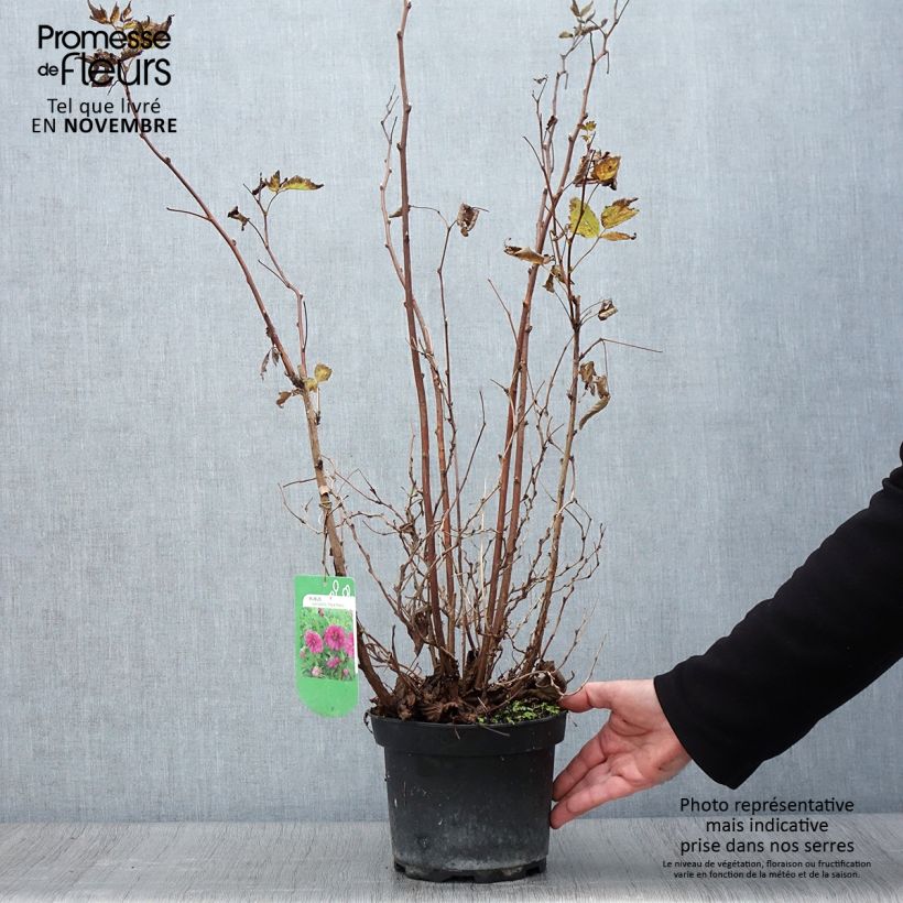 Exemplar von Rubus spectabilis Olympic Double - Pracht-Himbeere Topf mit 3L/4L wie im Herbst geliefert