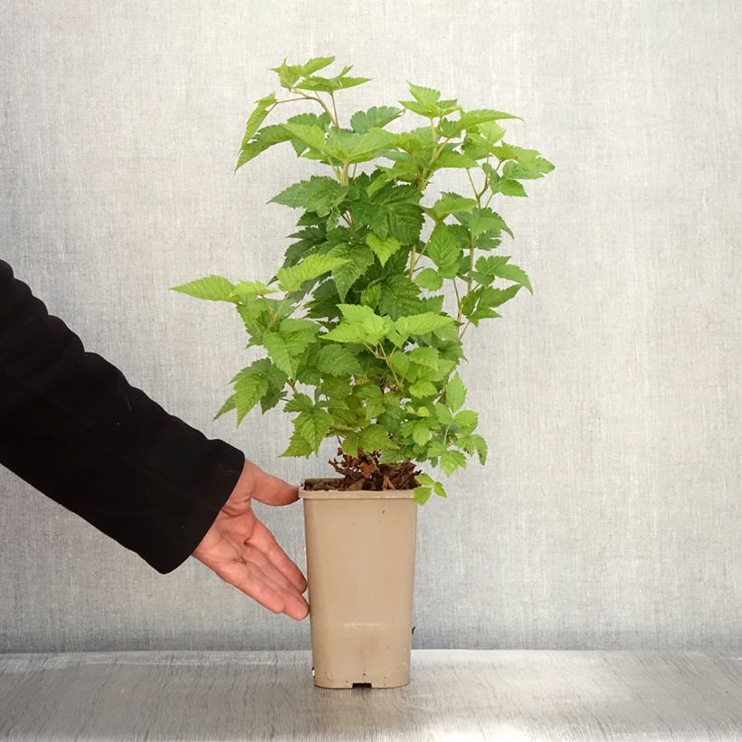 Exemplar von Rubus spectabilis Pacific Rose - Pracht-Himbeere Topf mit 1,5L/2L, Strauch/Busch, mehrstämmig wie im Herbst geliefert