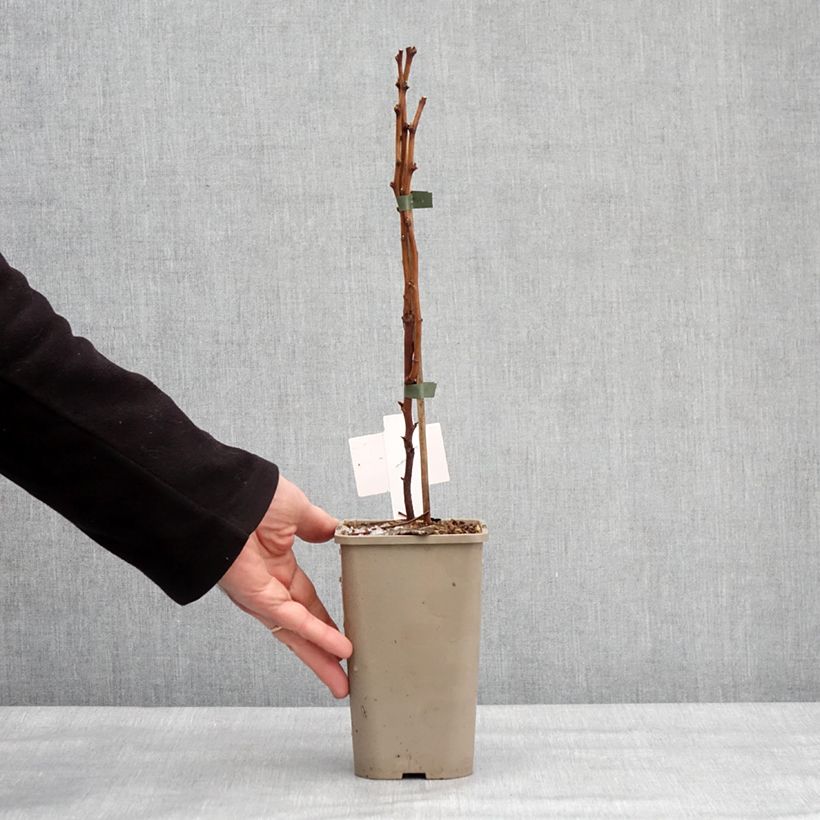 Exemplar von Rubus spectabilis Pacific Rose - Pracht-Himbeere Topf mit 1,5L/2L, Strauch/Busch, mehrstämmig wie im Winter geliefert