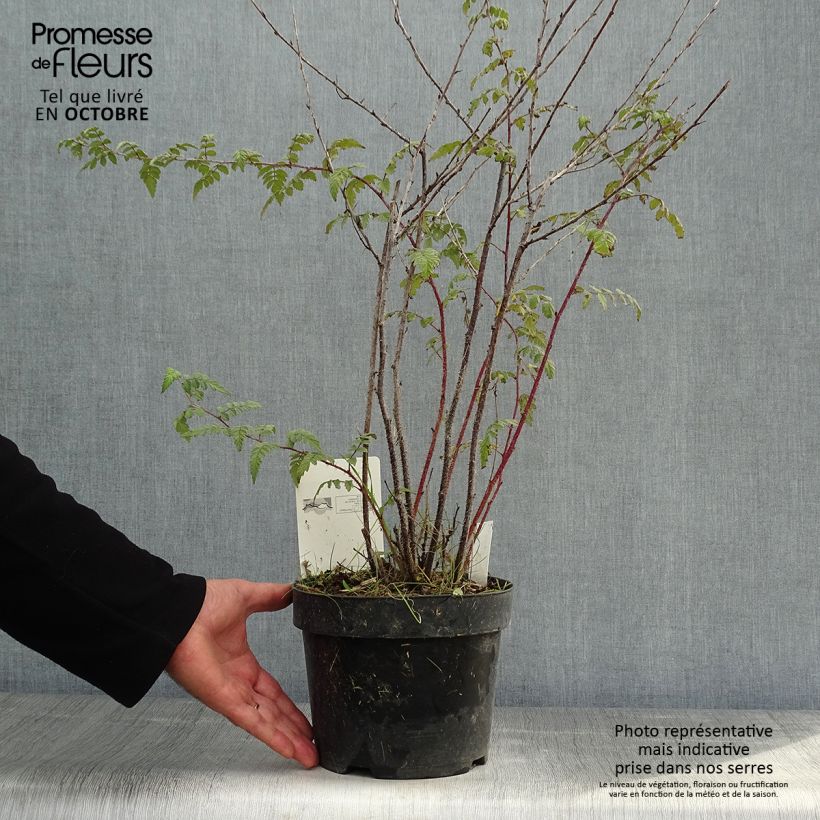 Exemplar von Rubus thibetanus Silver Fern - Tibetische Brombeere Topf mit 3L/4L wie im Herbst geliefert