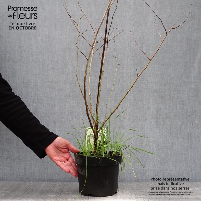 Exemplar von Rubus tridel Benenden - Schau-Himbeere Topf mit 3L/4L wie im Herbst geliefert