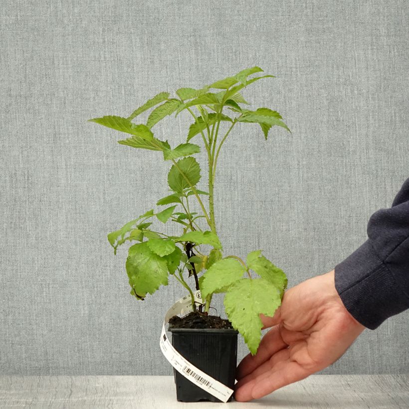 Exemplar von Himbeere Glen Coe - Rubus x neglectus Kleine Töpfe von 8/9 cm wie im Frühjahr geliefert