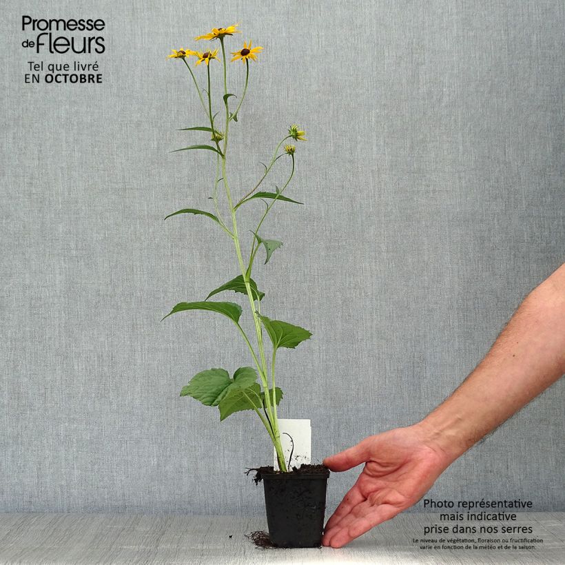Exemplar von Gemeiner Sonnenhut Early Bird Gold - Rudbeckia fulgida Kleine Töpfe von 8/9 cm wie im Herbst geliefert