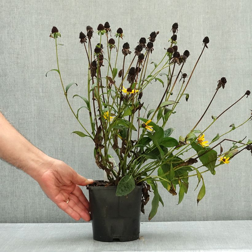 Exemplar von Gemeiner Sonnenhut Little Goldstar - Rudbeckia fulgida var.sullivantii Topf mit 2L/3L wie im Herbst geliefert