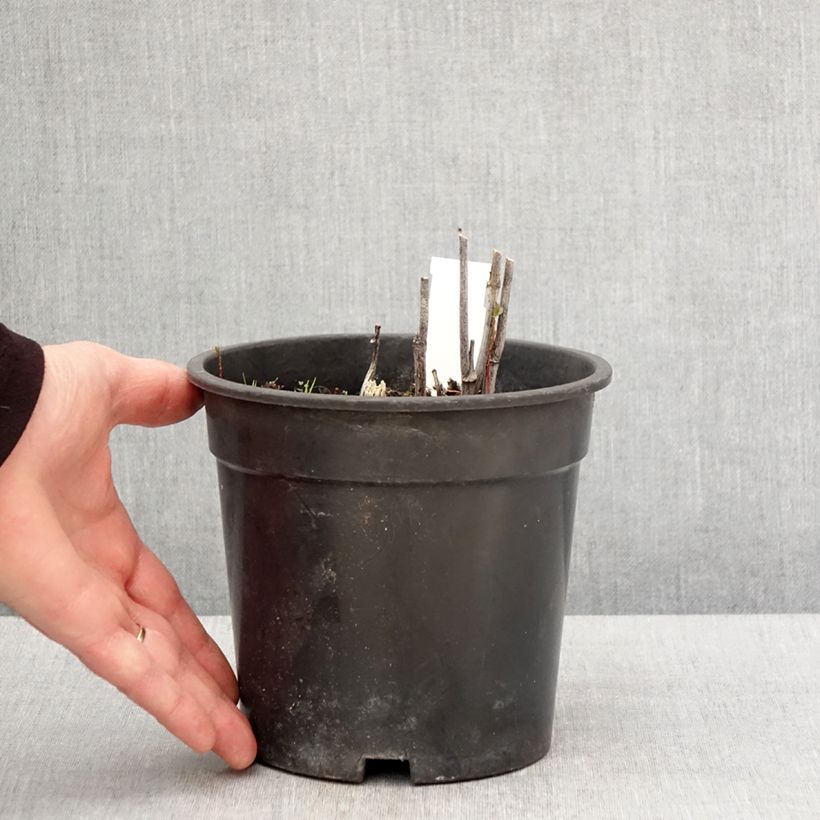 Exemplar von Schlitzblättriger Sonnenhut Goldquelle - Rudbeckia laciniata Topf mit 2L/3L wie im Frühjahr geliefert