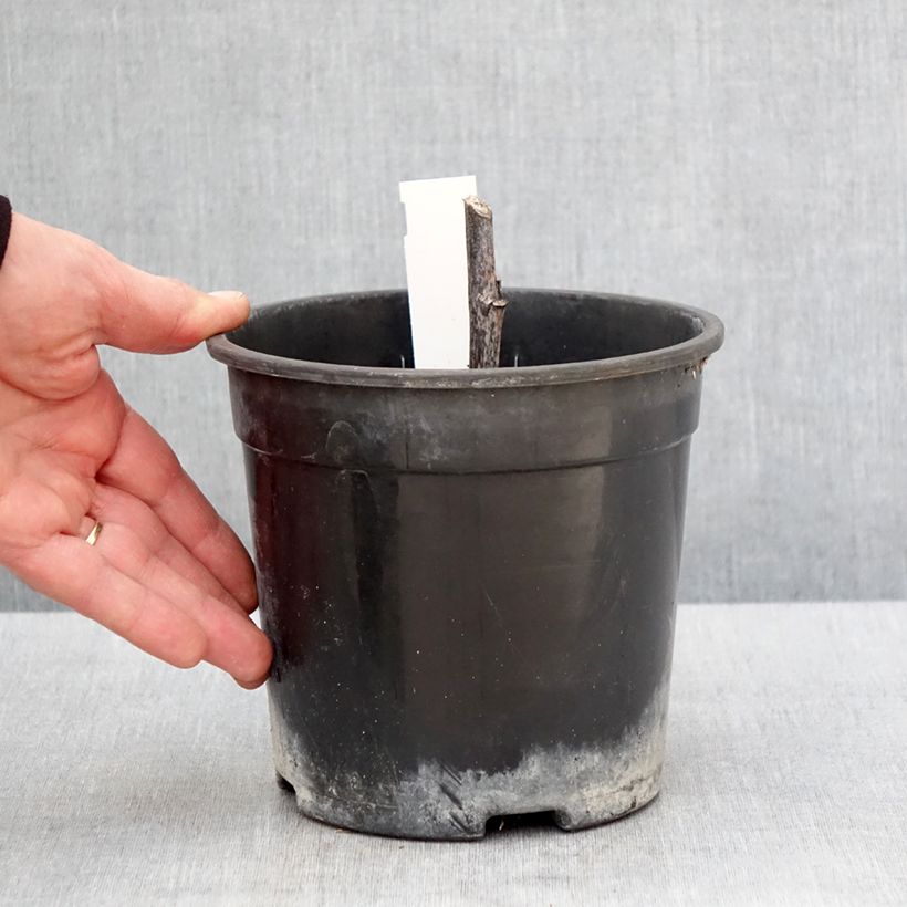 Exemplar von Fallschirm-Sonnenhut Herbstsonne - Rudbeckia nitida Topf mit 2L/3L wie im Frühjahr geliefert