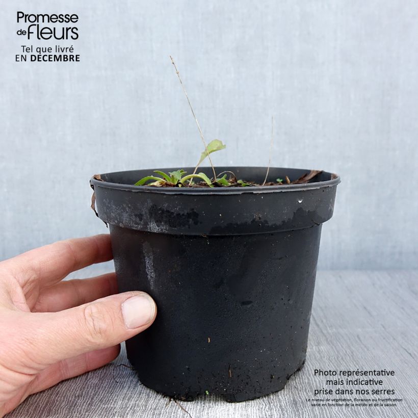 Exemplar von Garten-Sonnenhut Green Wizard - Rudbeckia occidentalis Topf mit 2L/3L wie im Herbst geliefert