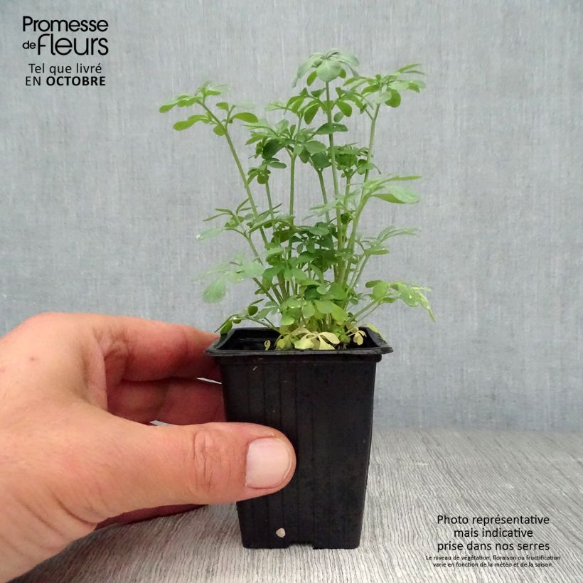 Exemplar von Wein-Raute - Ruta graveolens Kleine Töpfe von 7/8 cm wie im Herbst geliefert