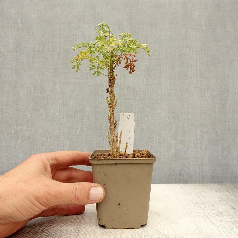 Exemplar von Wein-Raute Jackman's blue - Ruta graveolens Kleine Töpfe von 8/9 cm wie im Herbst geliefert