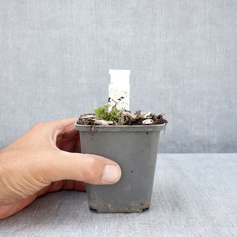 Exemplar von Ruellia humilis - Behaarte Ruellie Kleine Töpfe von 8/9 cm wie im Sommer geliefert