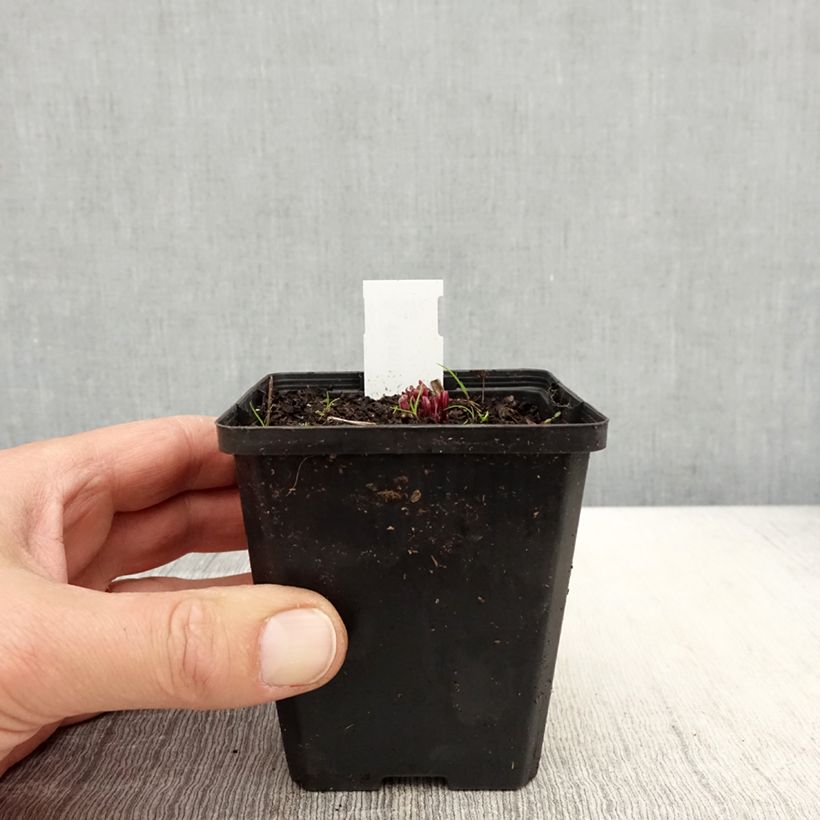 Exemplar von Ruellia humilis - Behaarte Ruellie Kleine Töpfe von 8/9 cm wie im Frühjahr geliefert