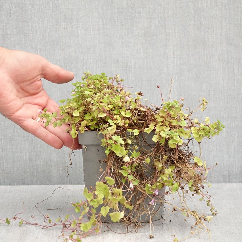 Exemplar von Cymbalaria muralis - Zymbelkraut Topf mit 2L/3L wie im Sommer geliefert