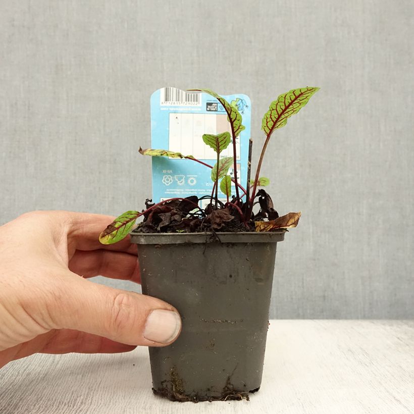 Exemplar von Ampfer - Rumex sauvignea Kleine Töpfe von 8/9 cm wie im Herbst geliefert