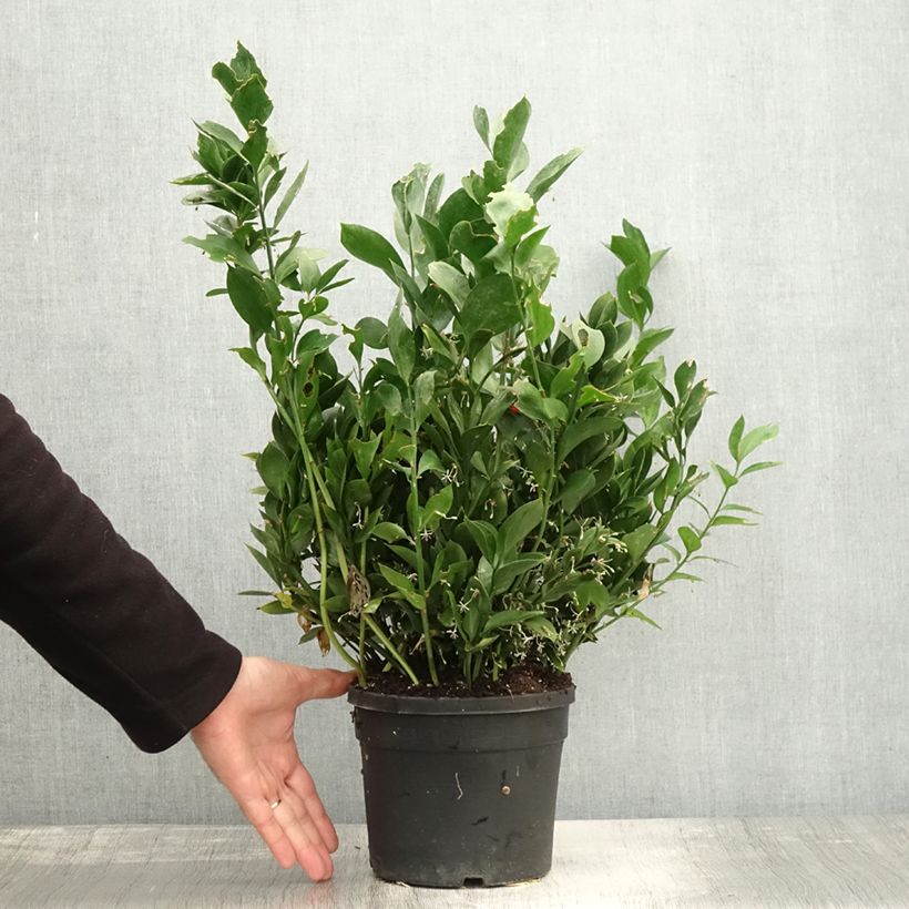 Exemplar von Ruscus hypoglossum - Hadernblatt Topf mit 3L/4L wie im Herbst geliefert