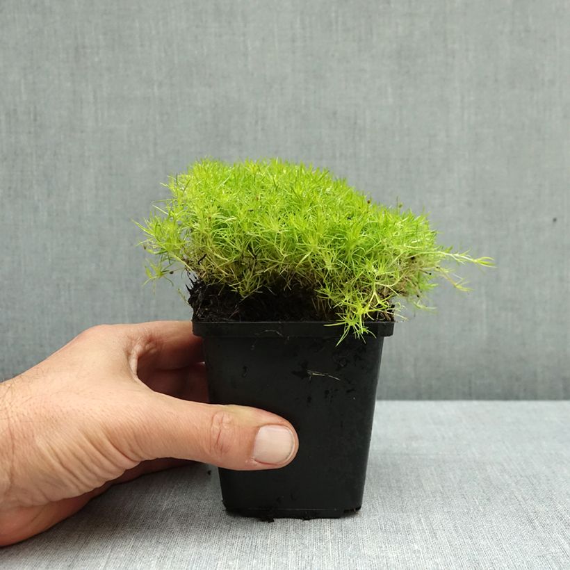 Exemplar von Sagina subulata Lime Moss - Pfriemblättriges Mastkraut Kleine Töpfe von 8/9 cm wie im Herbst geliefert
