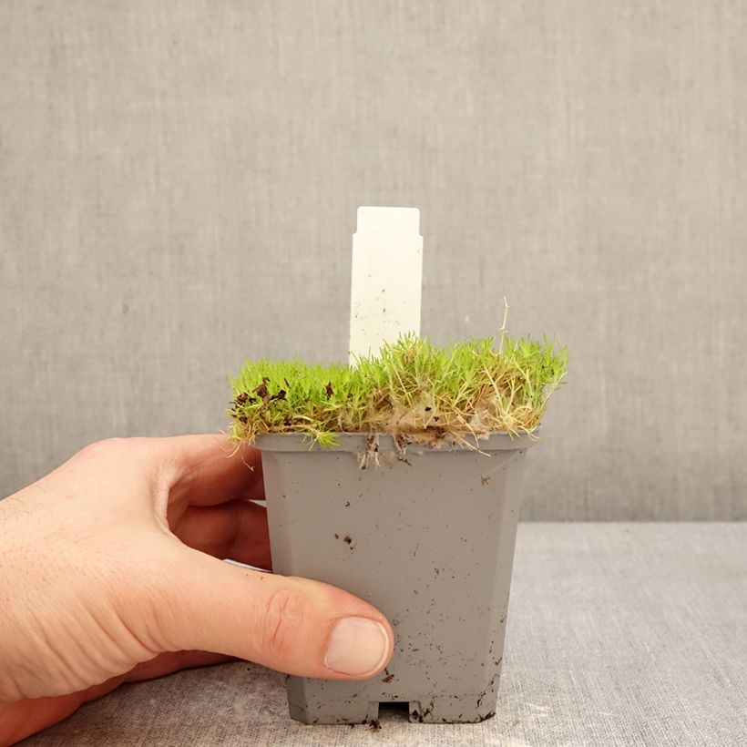 Exemplar von Sagina subulata Lime Moss - Pfriemblättriges Mastkraut Kleine Töpfe von 8/9 cm wie im Winter geliefert