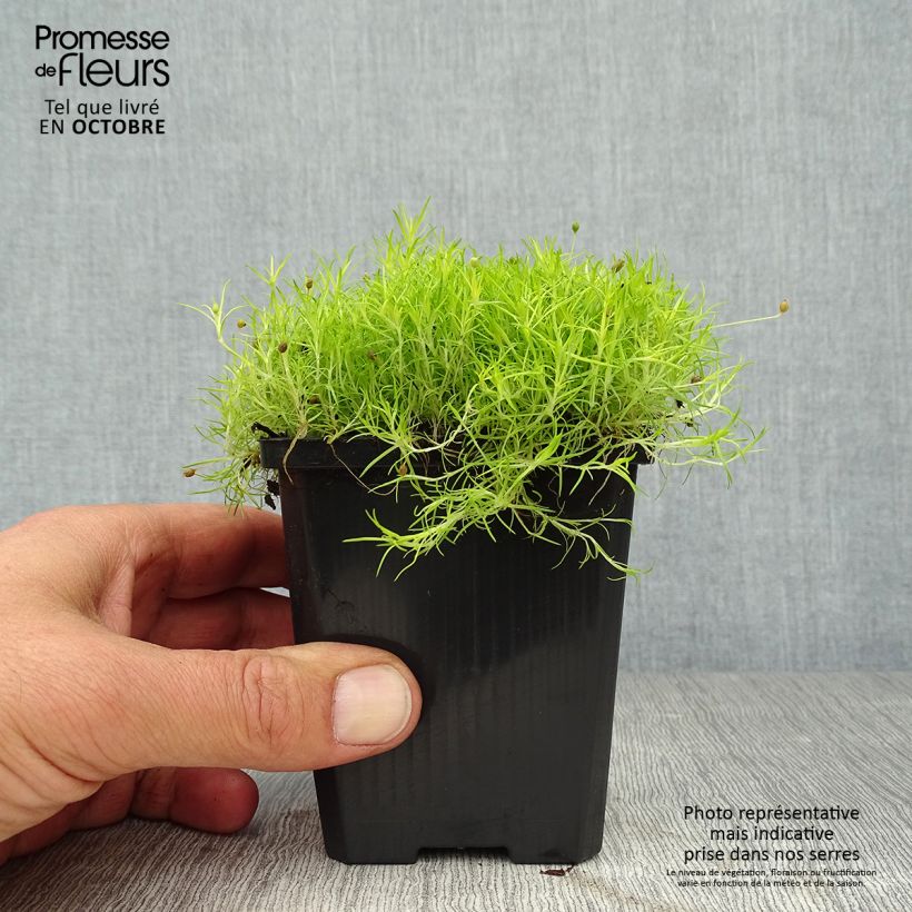 Exemplar von Sagina subulata Aurea - Pfriemblättriges Mastkraut Kleine Töpfe von 8/9 cm wie im Herbst geliefert