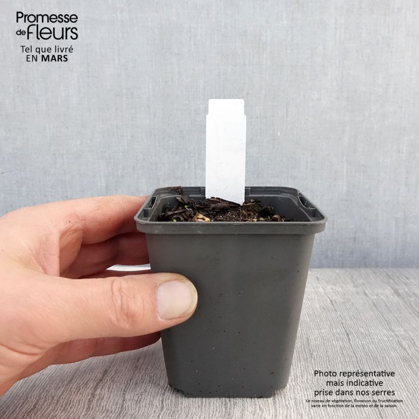 Exemplar von Sagittaria sagittifolia Flore Pleno - Gewöhnliches Pfeilkraut Kleine Töpfe von 8/9 cm wie im Frühjahr geliefert