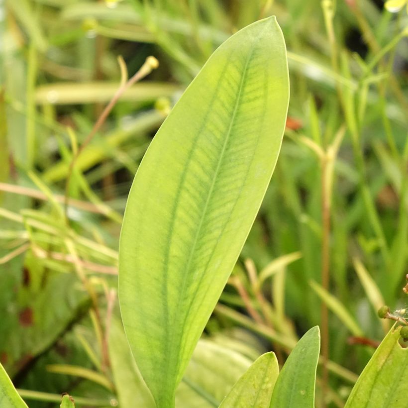 Sagittaria graminea - Grasblättriges Pfeilkraut (Laub)