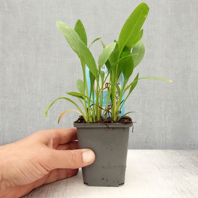 Exemplar von Sagittaria graminea - Grasblättriges Pfeilkraut Kleine Töpfe von 8/9 cm wie im Sommer geliefert